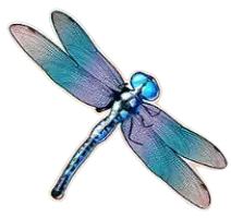 Dragonfly Symbol